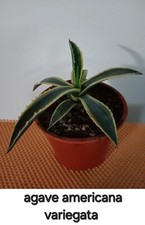 Cactus succulente usato  Lentini