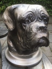 Dogue bordeaux dog for sale  PONTEFRACT