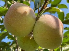 Fuji apple fruit for sale  Temple City