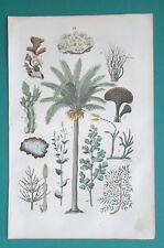 Botany plants moss for sale  Manassas