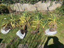 Yukka plants sale for sale  CARNFORTH
