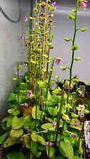 Usado, Utricularia calycifida comprar usado  Enviando para Brazil