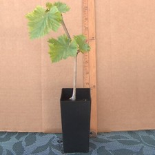 T311a thompson vine for sale  Bakersfield