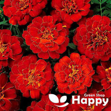 French marigold double for sale  DONCASTER