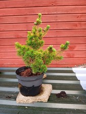 Pinus parviflora tenysu for sale  CRANBROOK