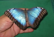 Entomologie morphidea morpho d'occasion  Dreux