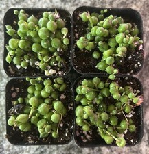 Bundle 4pk nursery for sale  Tampa