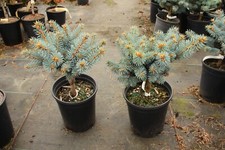 Picea pungens glauca for sale  Silverton