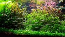 Lot aquarium plantes d'occasion  Krautergersheim