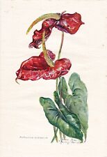 Anne-Marie Schwarz-Torinus " Anturio " 6 Colori Offset-Lithographie 30x20,5 CM segunda mano  Embacar hacia Mexico