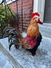 Vintage domestic chicken for sale  Philadelphia