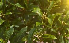 Sweet bay laurel for sale  Russell