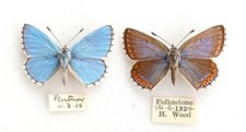 Pair british wild for sale  EASTLEIGH