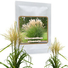 Géant miscanthus sinensis d'occasion  Expédié en France