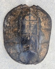 Genuine snapping turtle for sale  Valley Center