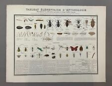 Tableau elémentaire entomolog d'occasion  Artigues-près-Bordeaux