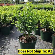 Privet hedge plant for sale  Miami