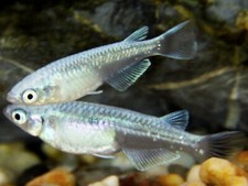 Special stunnerinc718 juvenile for sale  Fresno