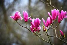 Magnolia susan pink for sale  KING'S LYNN