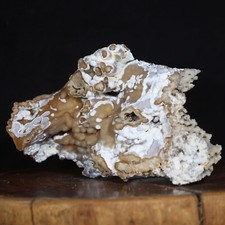 Fossil coral florida for sale  Tucson