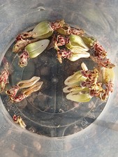 50x strombocactus disciformis for sale  BRISTOL