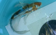 Butterfly koi fish for sale  Salt Lake City