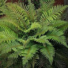 Hardy fern polystichum for sale  UK