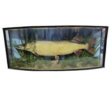Cooper sons taxidermy for sale  NELSON