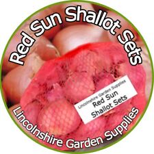 Shallot sets. red for sale  BOSTON