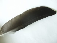 Stück raben krähe gebraucht kaufen  Öhringen