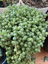 String pearls ableger gebraucht kaufen  Hürth