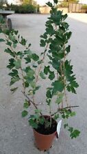 N.4 piante frutti usato  Altamura