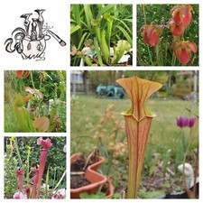 Sarracenia sets fleischfressen gebraucht kaufen  Dresden