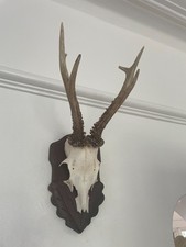 Real antlers roe for sale Real antlers roe for sale  SOUTHEND-ON-SEA