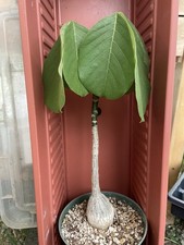 succulent bonsai for sale  Gilroy
