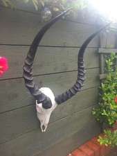 Taxidermy african impala for sale  BILLINGHAM