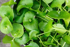 100 miners lettuce for sale  Jordan