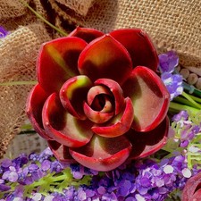 Live succulent red for sale  Syosset