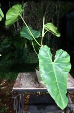 Philodendron scottmorianum pla for sale  Hollywood