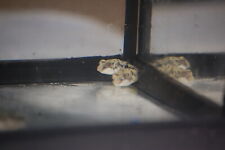 Fahaka puffer tetraodon for sale  Fellsmere
