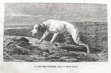 Stampa antica cane usato  Velletri