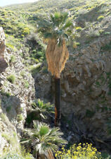 Semi palma washingtonia usato  Trappeto