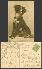 Border collie dog for sale Border collie dog for sale  UK