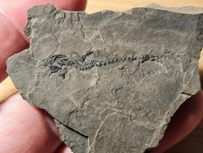 Amphibien fossile branchiosaur d'occasion  Sessenheim