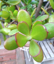 Lot crassula ovata d'occasion  Expédié en Belgium
