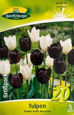 Tulpen dunkel weiße gebraucht kaufen  Quedlinburg