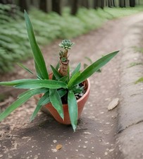 Yucca vaso terracotta usato  Durazzano