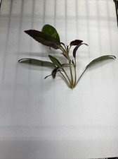 Plant purple waffle for sale  High Ridge