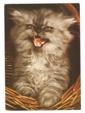 Angry fluffy kitten d'occasion  Saumur