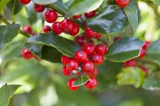Ilex aquifolium alaska gebraucht kaufen  Westerstede